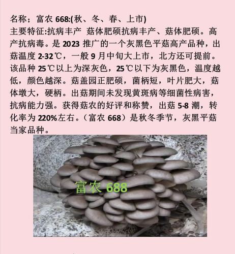 食用菌种平菇榆黄菇秀珍菇母种二级种生产种原种栽培种养殖户专用-图2