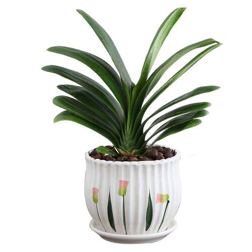 君子兰盆栽带花苞高级圆头和尚精品名贵花卉植物室内绿植四季好养 - 图3