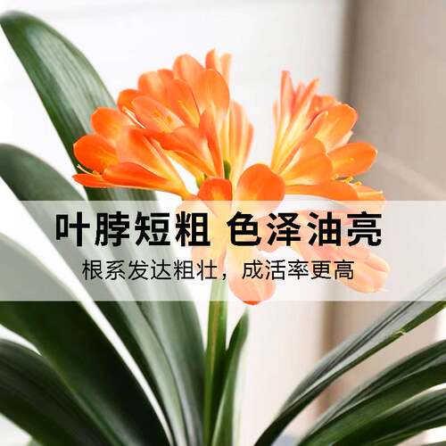 君子兰盆栽带花苞高级圆头和尚精品名贵花卉植物室内绿植四季好养 - 图1