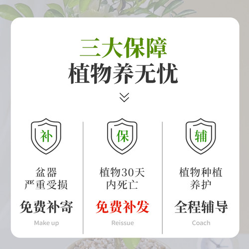 龙鳞春羽水培小天使植物绿植办公室内桌面盆栽阳台水养龟背天堂鸟 - 图1