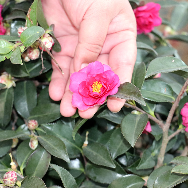 庭院耐寒茶梅球树苗阳台室内外浓香花卉植物地栽四季青茶梅花苗-图1