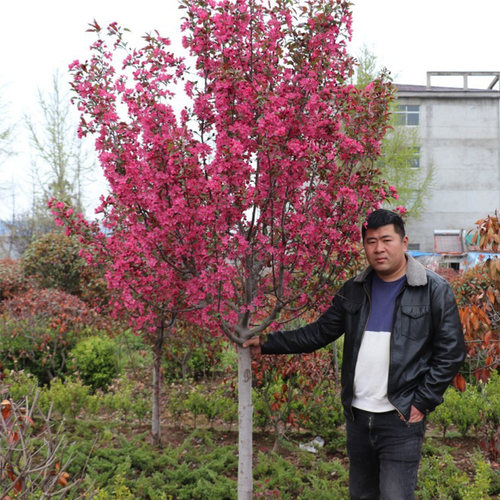 西府海棠花树苗盆栽垂丝海棠大苗海棠苗木本观花花卉植物 - 图2