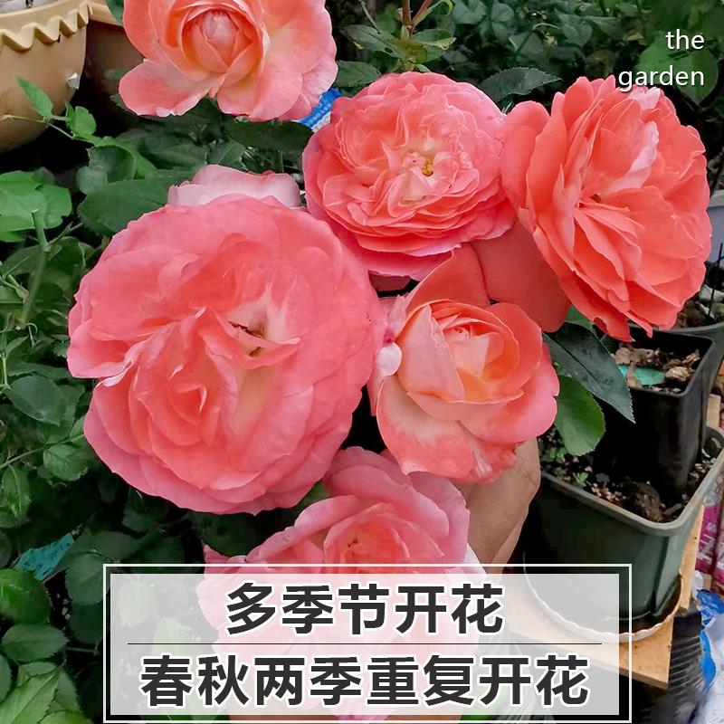 诺娃月季花苗庭院阳台四季开花盆栽灌木玫瑰特大花树苗桩 - 图0