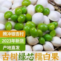 2023 Yunnan special production Tempest gingko fruit fresh ancient tree glutinous fragrant white fruit emerald green fruit straight hair 500g