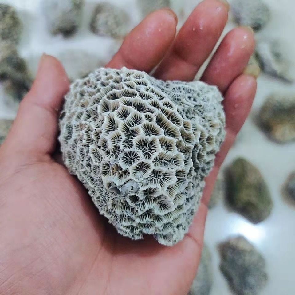 水族造景珊瑚石三湖缸珊瑚礁过滤材料珊瑚骨多规格5厘米-30厘米 - 图1