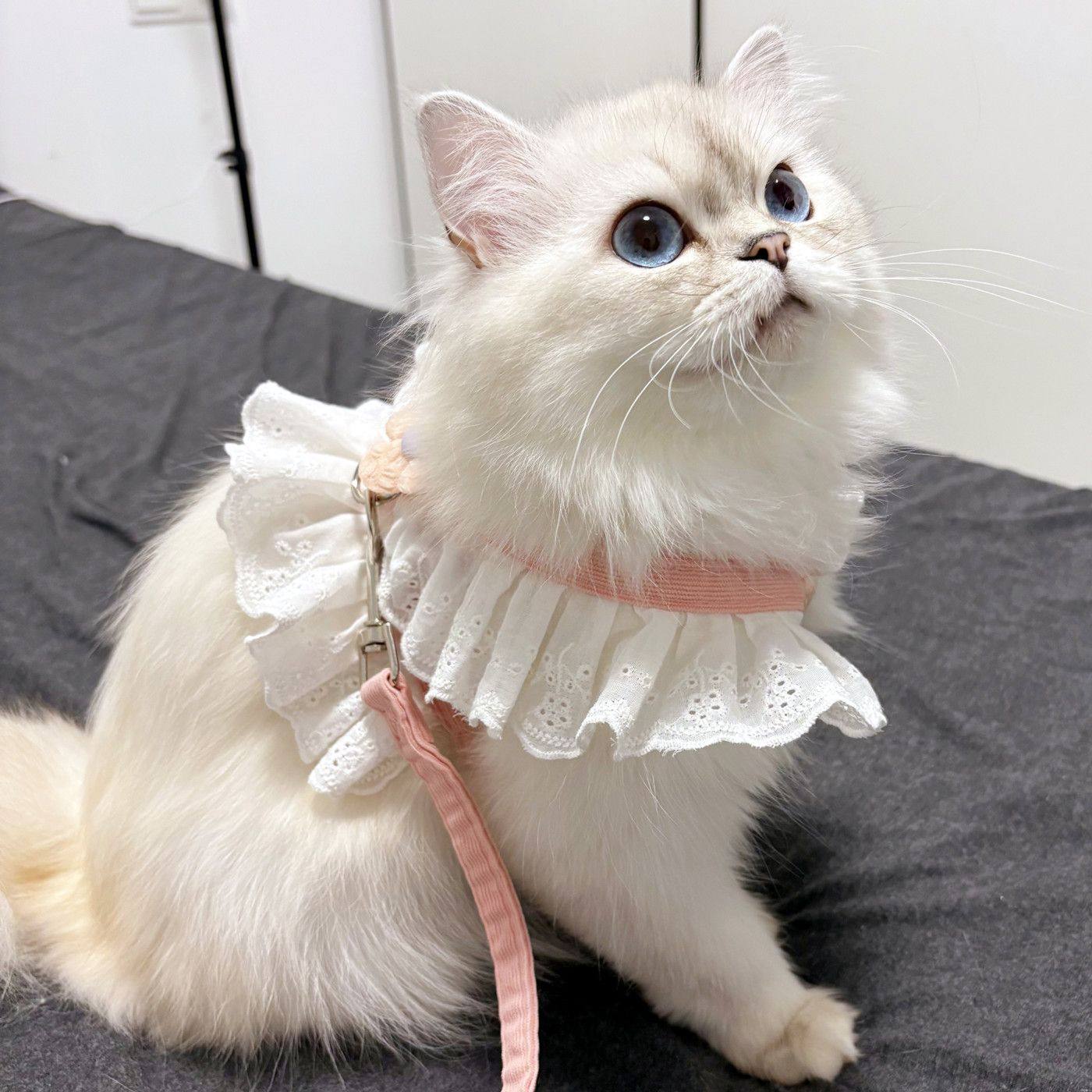 猫咪牵引绳可调节蕾丝小花jk裙宠物衣服胸背带外出专用防挣脱遛猫,淘宝优惠券,粉丝福利购,淘宝优惠卷