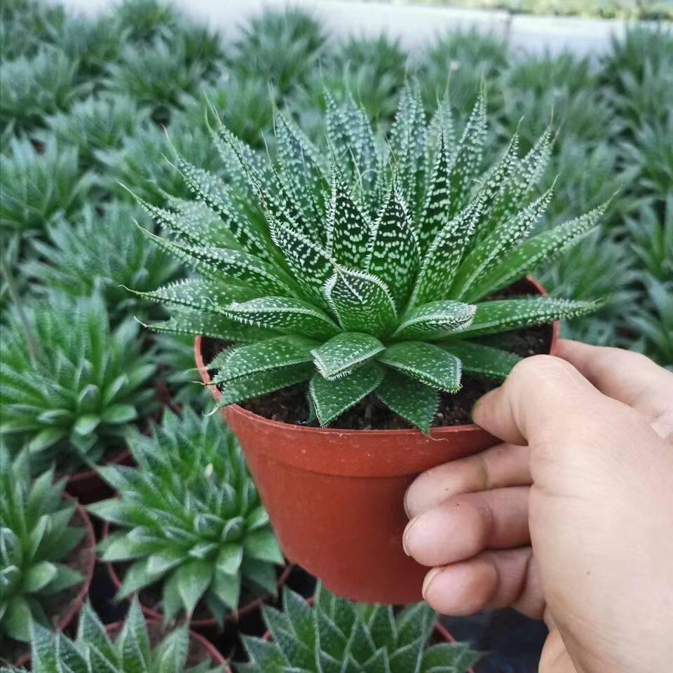 波露芦荟多肉植物大棵雪花芦荟绿植不夜城法师盆栽办公室桌面阳台,淘宝优惠券,粉丝福利购,淘宝优惠卷