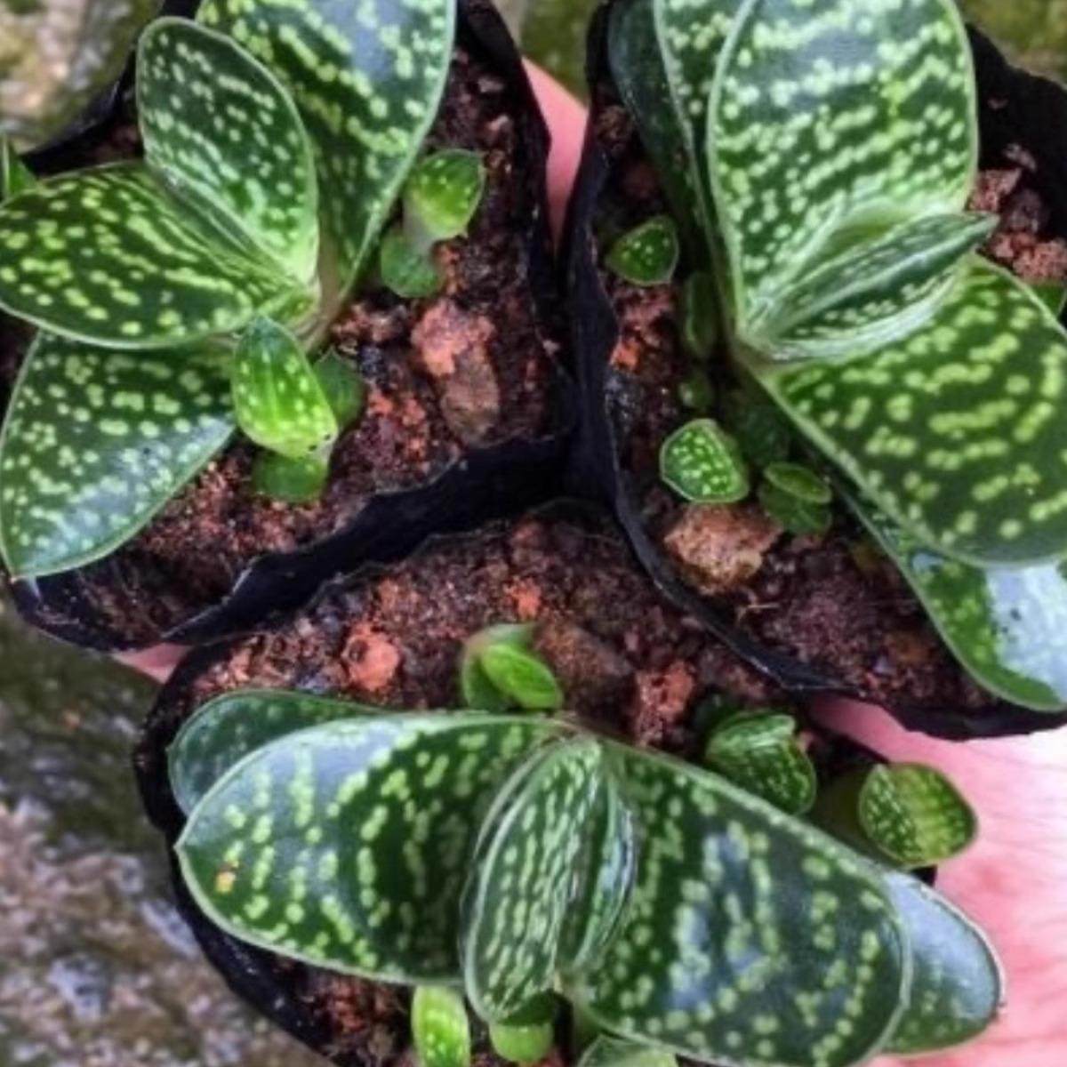 子宝群生多肉植物好养活群生多头好养室内盆栽花卉宝,淘宝优惠券,粉丝福利购,淘宝优惠卷