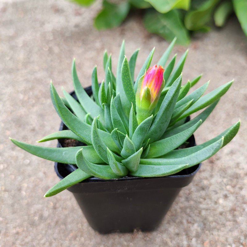 黄花照波多肉植物四季开花肉肉电脑桌面绿植花卉鲜花盆栽,淘宝优惠券,粉丝福利购,淘宝优惠卷