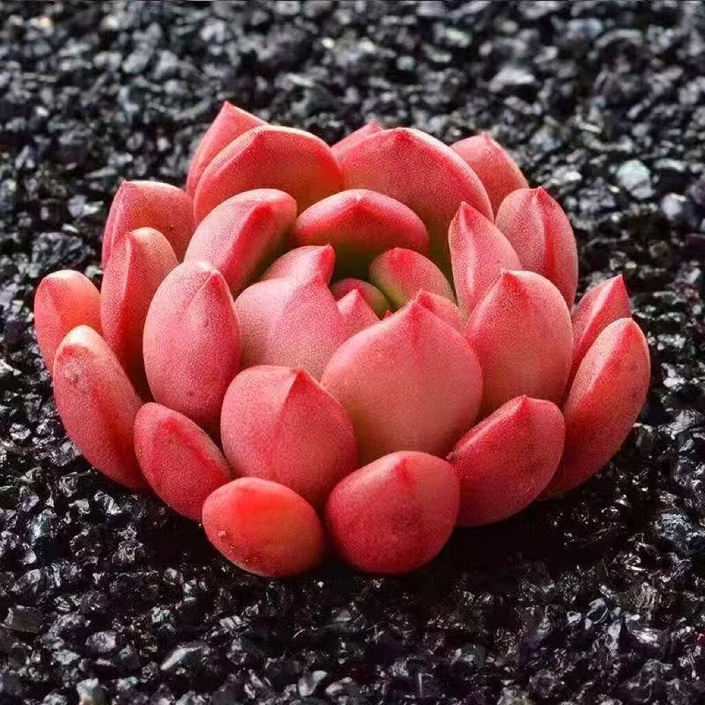 红宝石多头多肉绿植好养植物肉肉组合办公室盆栽创意花卉,淘宝优惠券,粉丝福利购,淘宝优惠卷