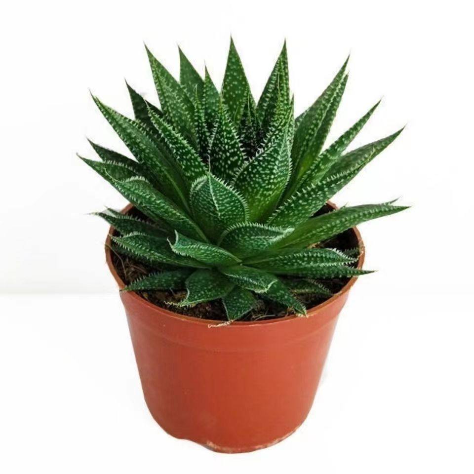 波露芦荟多肉植物大棵雪花芦荟绿植不夜城法师盆栽办公室桌面阳台,淘宝优惠券,粉丝福利购,淘宝优惠卷