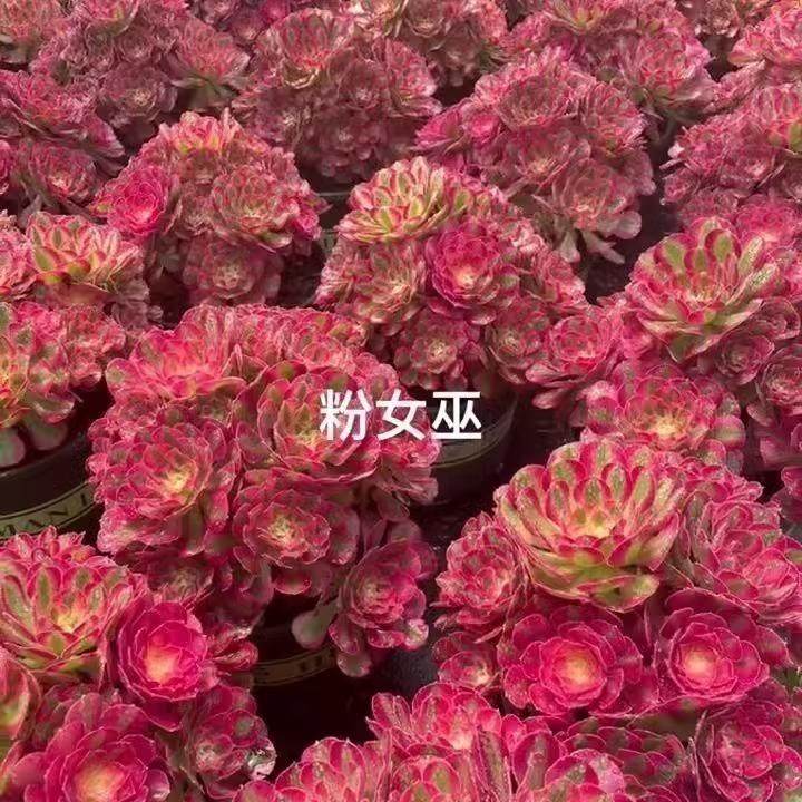 高档多肉植物超大颗粉韶华好养女巫老桩盆栽花卉美杜莎法师肉肉,淘宝优惠券,粉丝福利购,淘宝优惠卷