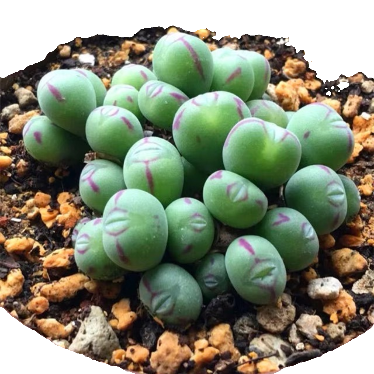 口笛 肉锥生石花多肉植物赤耳红边少将元宝口笛番杏科办公室盆栽,淘宝优惠券,粉丝福利购,淘宝优惠卷