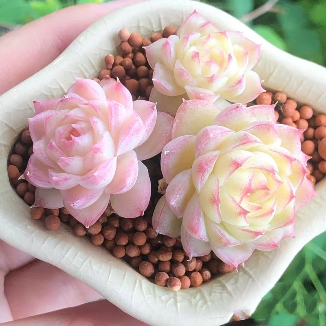 红女王多肉植物女王麦秆多肉天鹅绒韩版贵货室内花卉新手好养活,淘宝优惠券,粉丝福利购,淘宝优惠卷