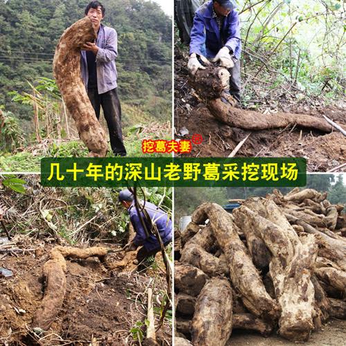 挖葛夫妻葛根粉野生纯正葛饼张家界天然葛粉农家柴葛粉正品旗舰店