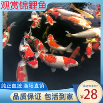 Brocade Carp Live Fish Cold Water Ornamental Fish Large Freshwater Good Breeding Pure Breed Red White Big Positive Anchovies Anchovies Living