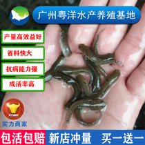 Guangdong Fish Farm Direct Mountain Spotted Fish Fry Seven Stars Fish Fry Freshwater Breeding Flower Starfish Fry Moon fish living