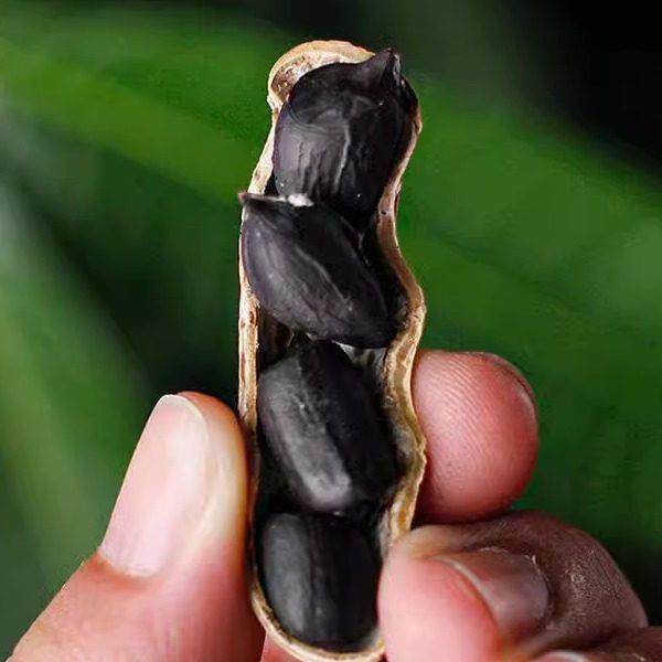 新货云南普洱黑皮花生带壳生的富硒黑花生黑花生特产休闲零食甘甜,淘宝优惠券,粉丝福利购,淘宝优惠卷
