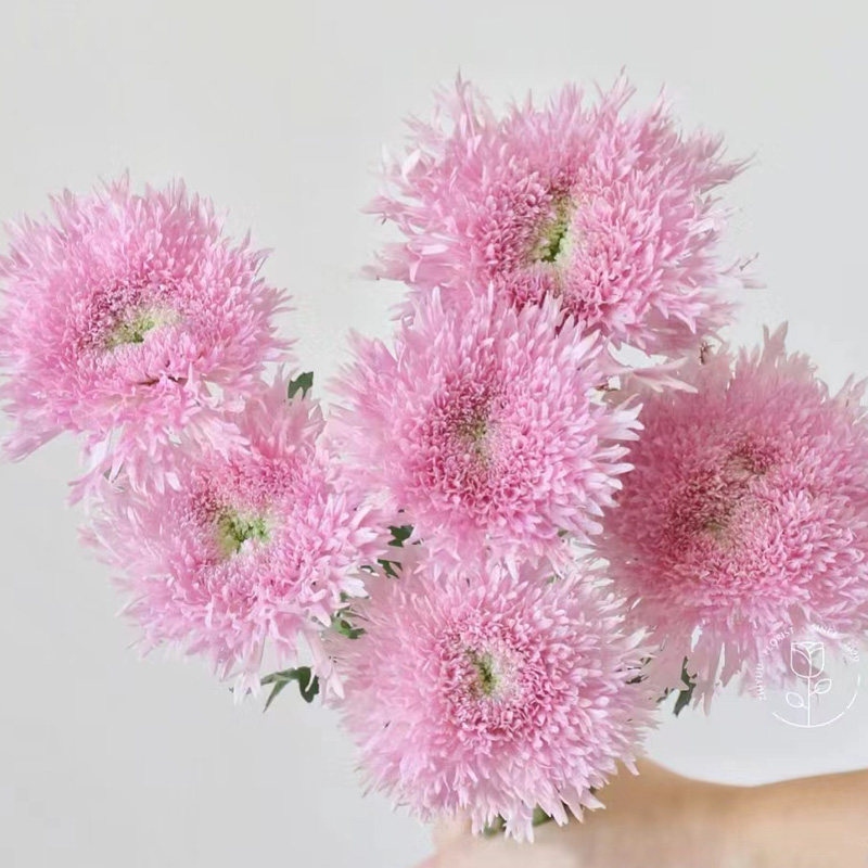 【精品】新鲜烟花菊安娜菊面包菊鲜花真花家用水培瓶插花云南直发,淘宝优惠券,粉丝福利购,淘宝优惠卷