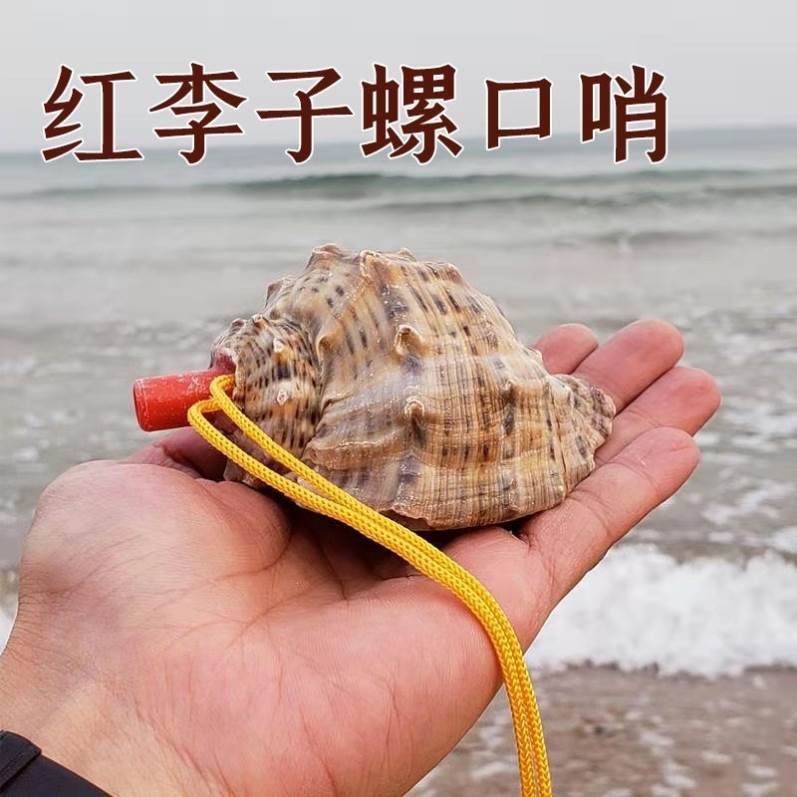 海螺号角可吹天然超大海螺贝壳哨子儿童玩具响亮螺号可吹喇叭口哨 - 图2