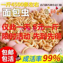 The sub-body grain feed to feed the birds and feed the chickens.