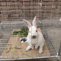 Hot Galvanized Electric Welded Mesh Wire Fence Anti-Rat Anti Snake Mesh Window Balcony Protective Wire Mesh Breeding Chicken Duck Fence