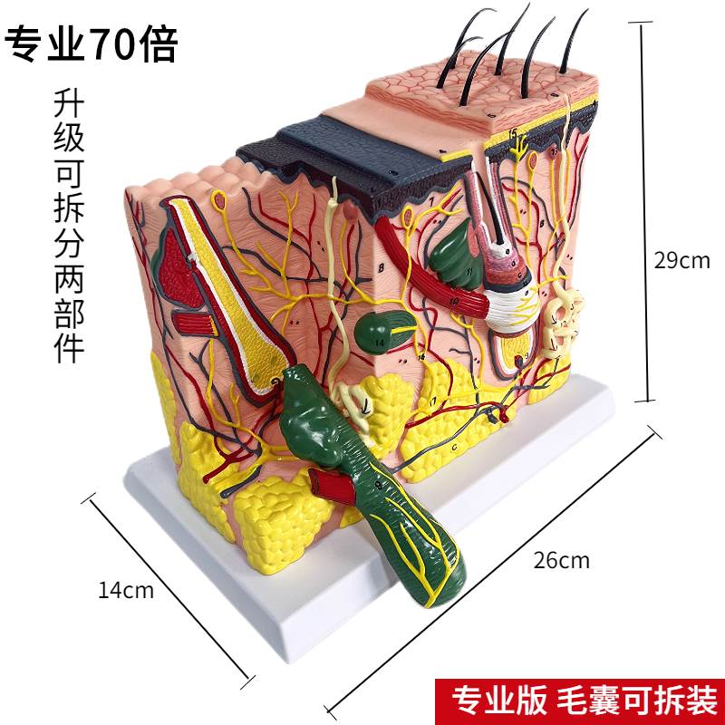 50倍人体皮肤组织结构放大解剖模型医学美容整形立体皮肤放大模型-图0