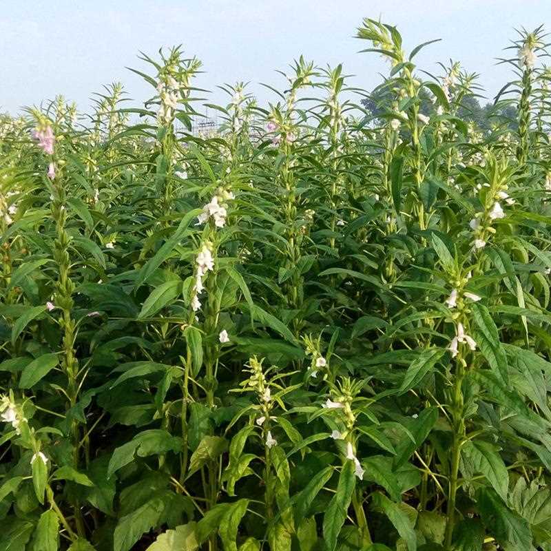 代餐现磨 纯黑芝麻粉熟 包邮500g 黑芝麻粉丸现磨即食 纯黑芝麻粉 - 图2