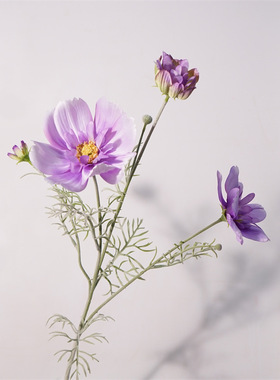 北欧风高品质仿花皇后大波斯菊婚