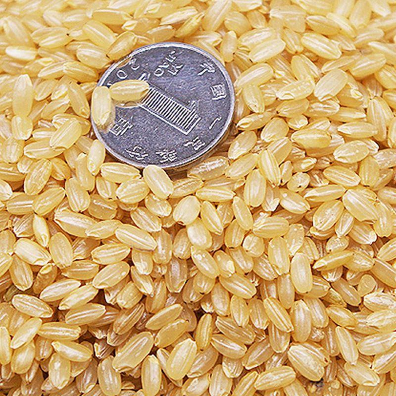 新货东北糙米2斤5斤单独装新米糙米饭糟米粗粮慥米五谷杂粮 - 图2