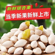 2023 Raw White Fruits Gingko Fruits Fresh class with shell Big fruits When season quality white fruits No bleached edible dried fruits