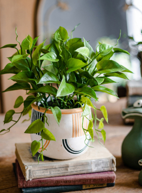 仿真绿萝客厅室内仿生植物小盆栽