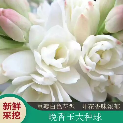 晚香玉种球重瓣大花球根夜来香浓香型多年生切花庭院阳台花卉盆栽 - 图0