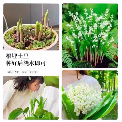 带芽铃兰花苗带根植物盆栽进口种球耐寒室内绿植花卉四季播种易活 - 图1
