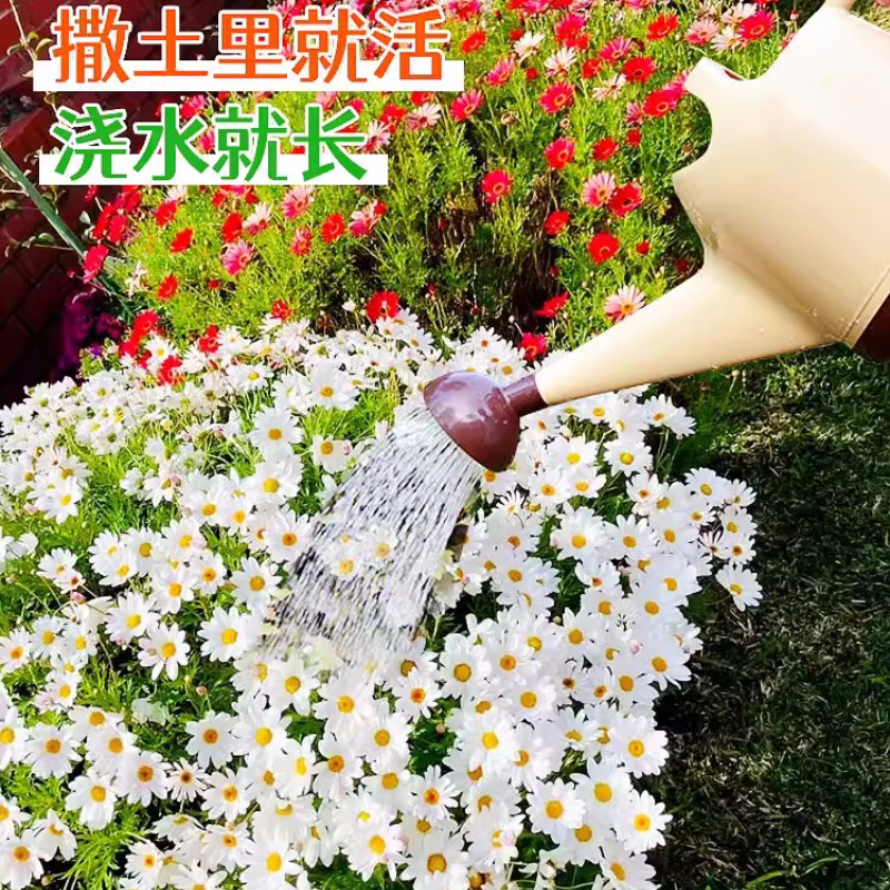 除虫菊花种籽子夏季驱蚊花卉室内盆栽四季开花太阳花野花组合种孑 - 图3