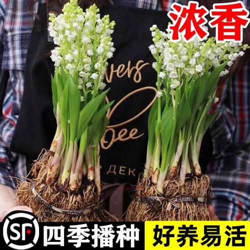 带芽铃兰花苗带根植物盆栽进口种球耐寒室内绿植花卉四季播种易活 - 图0