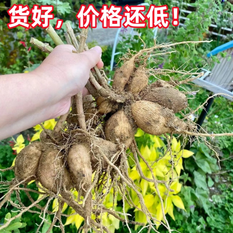 大丽花种球四季花卉盆栽室内外地栽大丽菊地瓜花重瓣球根花卉植物 - 图1