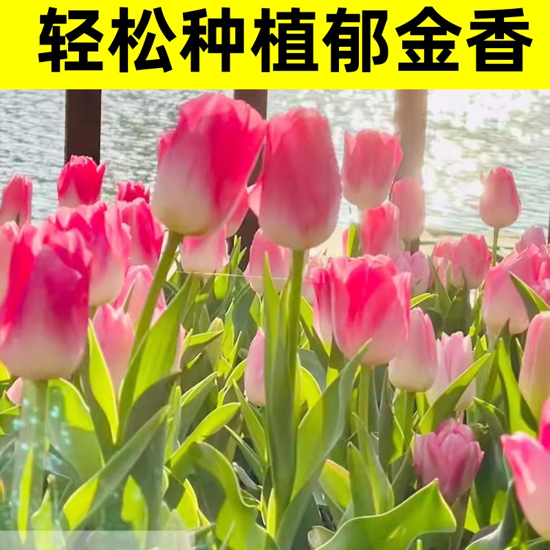 郁金香种球水培花卉室内花植物四季开花种子盆栽花苗土培水养好活 - 图0