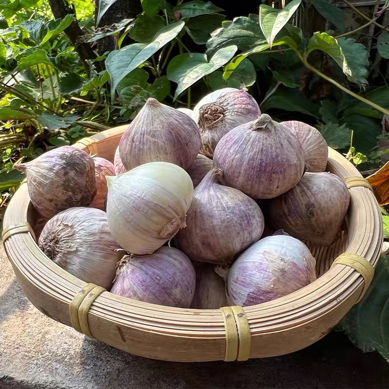 独头蒜大蒜头新鲜紫皮独蒜湿大蒜红珍珠干蒜5斤蔬菜当季包河北-图0