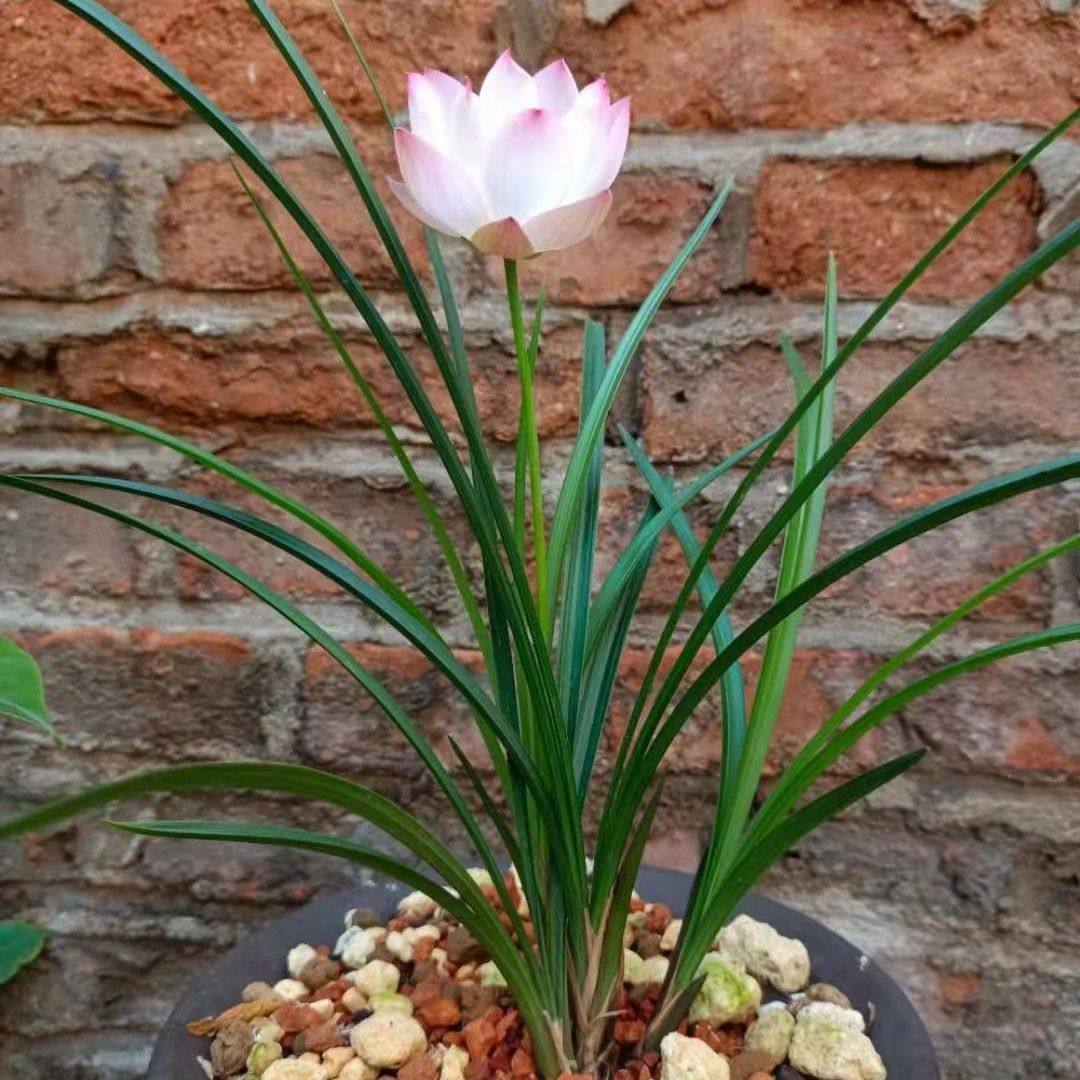 新品春兰《锦上添花》浓香型室内园林当年花卉盆栽好养旺宅招财,淘宝优惠券,粉丝福利购,淘宝优惠卷