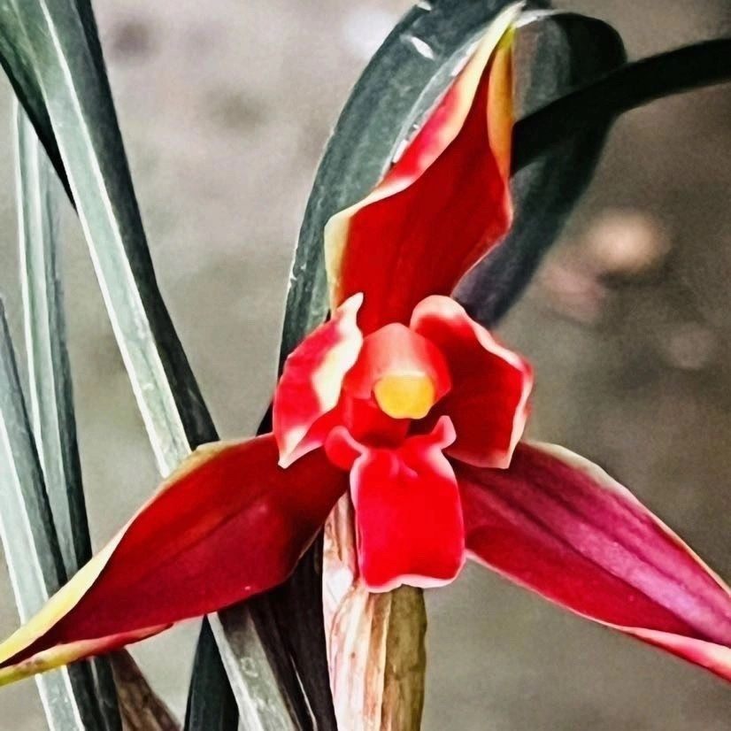 新品春兰《锦上添花》浓香型室内园林当年花卉盆栽好养旺宅招财,淘宝优惠券,粉丝福利购,淘宝优惠卷