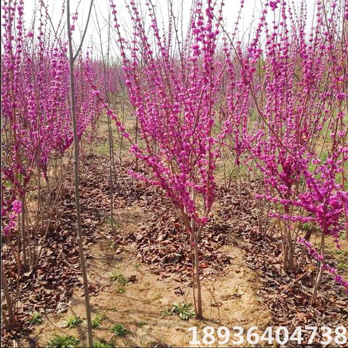 紫荆花树苗庭院盆栽花卉观花植物小苗工程道路绿化苗木风景树包邮-图1