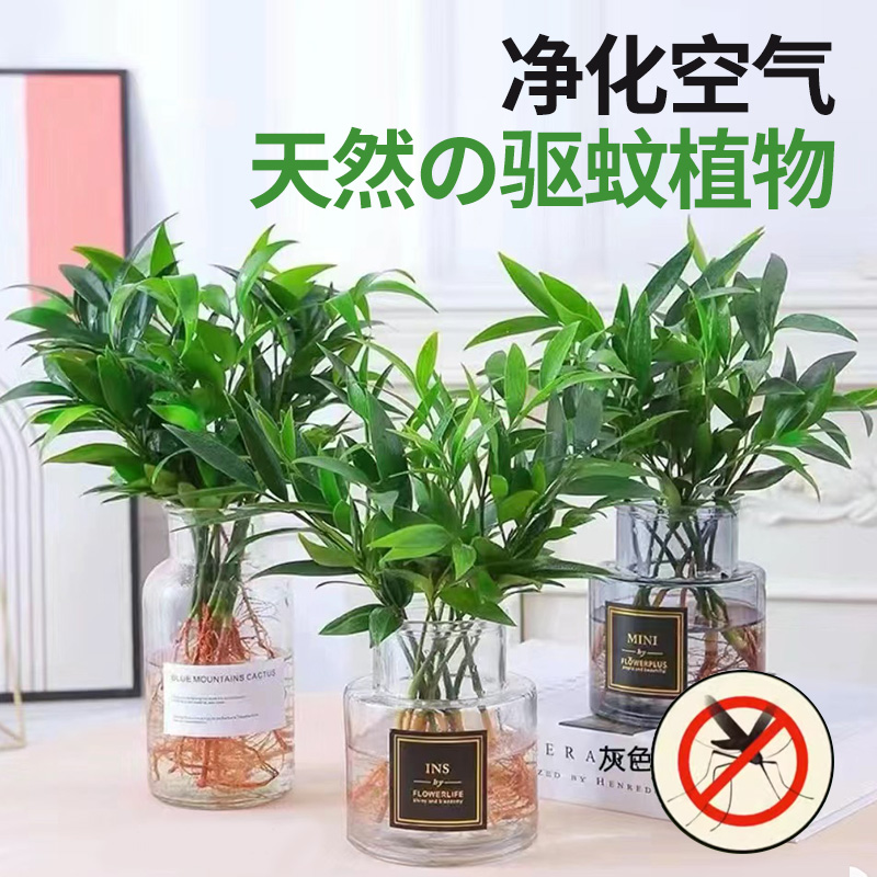 竹柏驱蚊竹水培植物室内客厅水养绿植花卉盆栽办公室桌面四季好养 - 图0