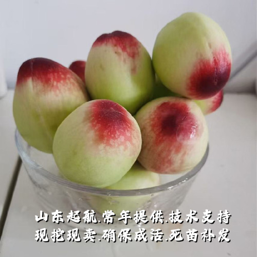 老品种四月半桃树苗极早熟一点红桃苗5月红甜桃子果苗南北方种植 - 图1
