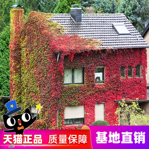 爬山虎爬藤植物四季爬山虎苗三叶五叶庭院四季不落叶爬墙虎树苗种 - 图2