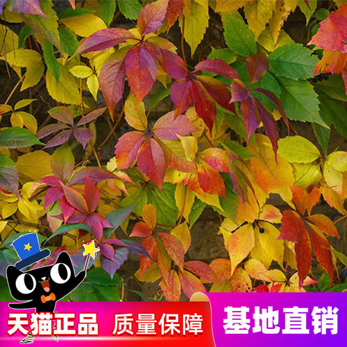 爬山虎爬藤植物四季爬山虎苗三叶五叶庭院四季不落叶爬墙虎树苗种 - 图0