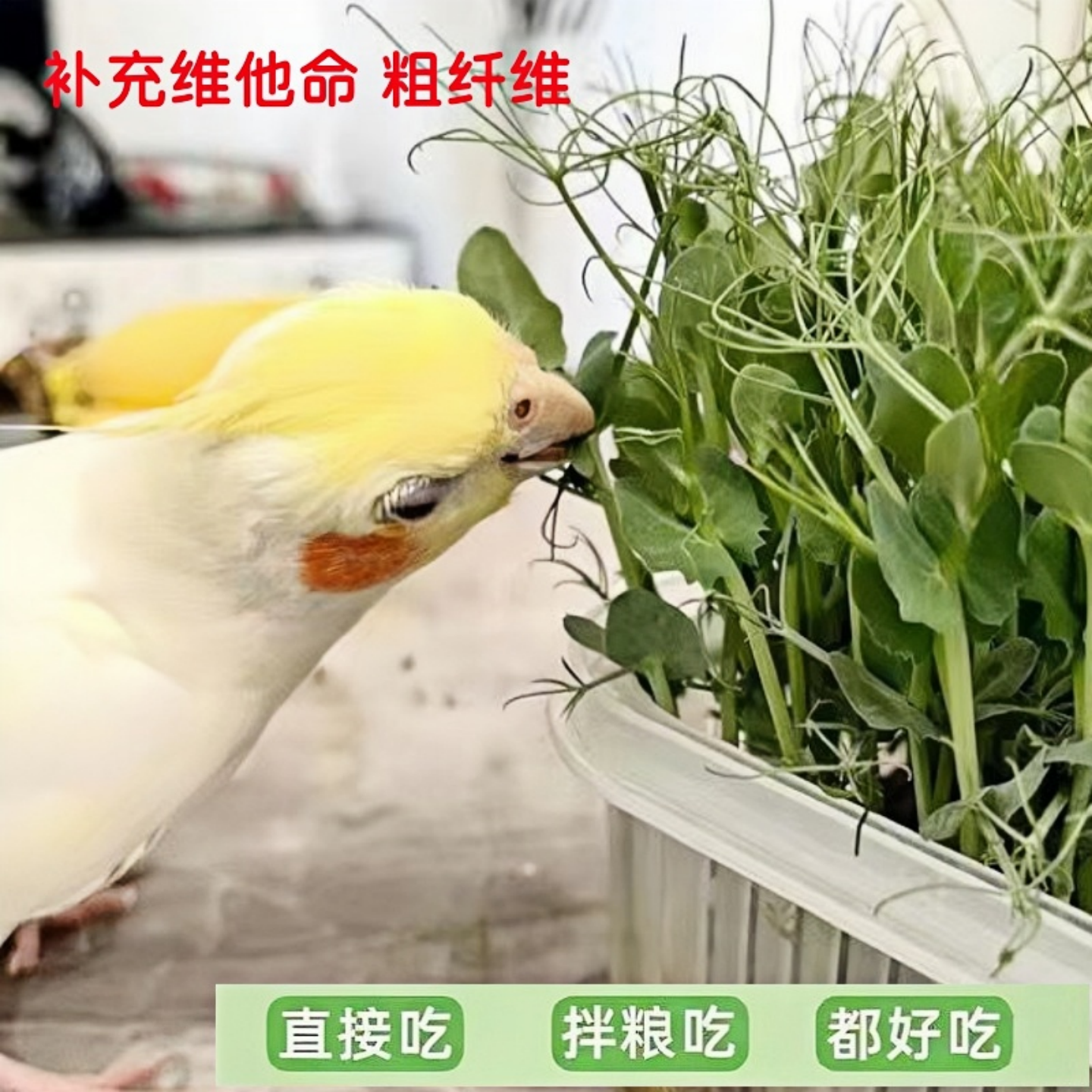 鹦鹉豌豆苗饲料专用蔬菜维他命鸟粮趣味手养虎皮零食牡丹玄凤玩具,淘宝优惠券,粉丝福利购,淘宝优惠卷