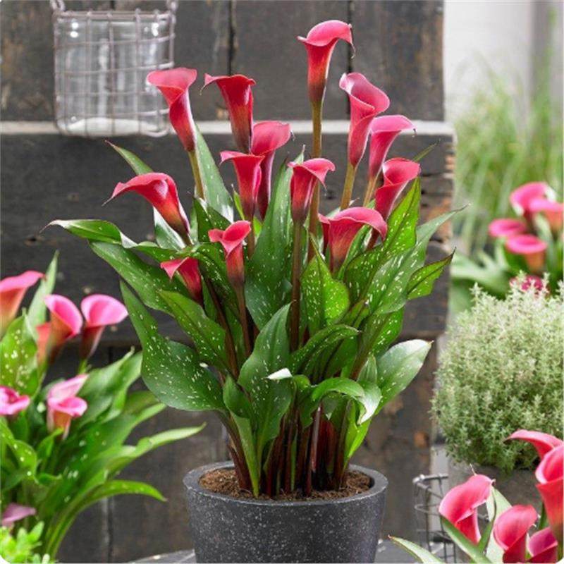 荷兰进口彩色马蹄莲种球四季种植易活开花不断室内外阳台盆栽大球,淘宝优惠券,粉丝福利购,淘宝优惠卷