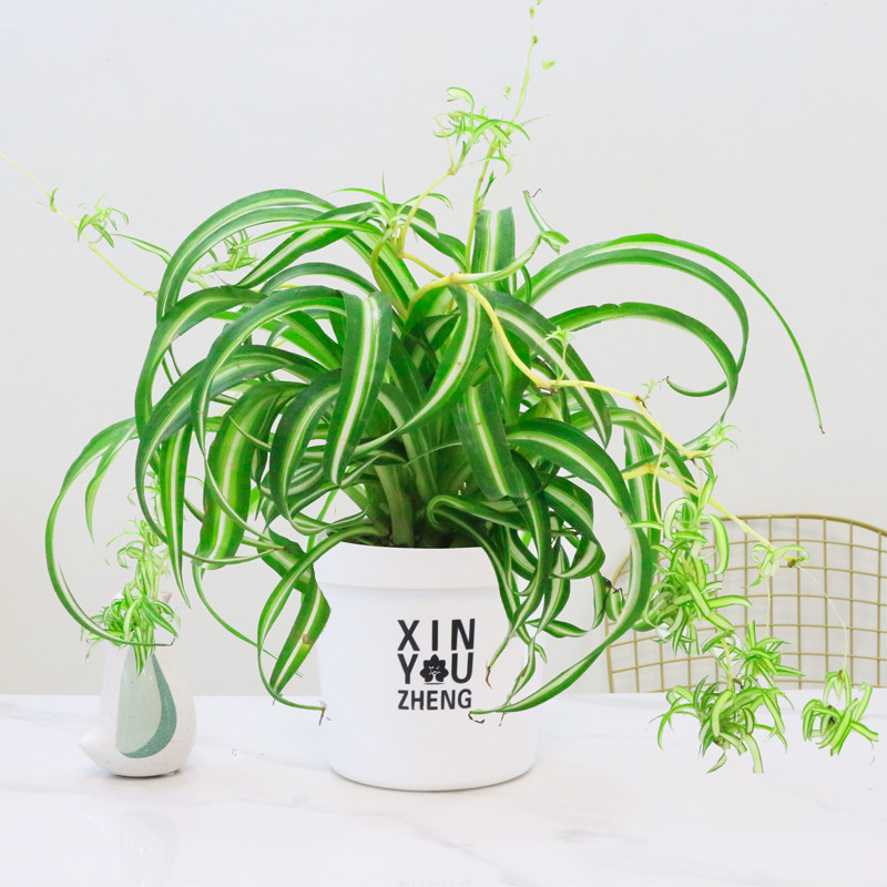 卷叶吊兰盆栽卷发女郎青叶金心垂吊植物室内阳台四季好养绿植花卉,淘宝优惠券,粉丝福利购,淘宝优惠卷