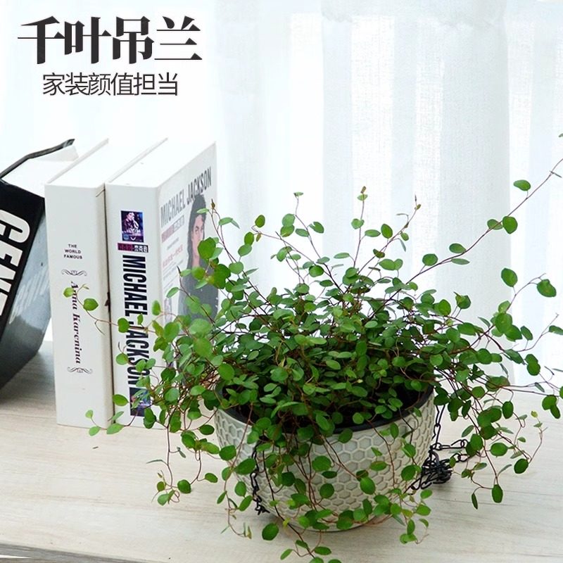 金边吊兰千叶吊兰盆栽观叶植物常春藤多年生餐桌摆件绿植四季常青,淘宝优惠券,粉丝福利购,淘宝优惠卷